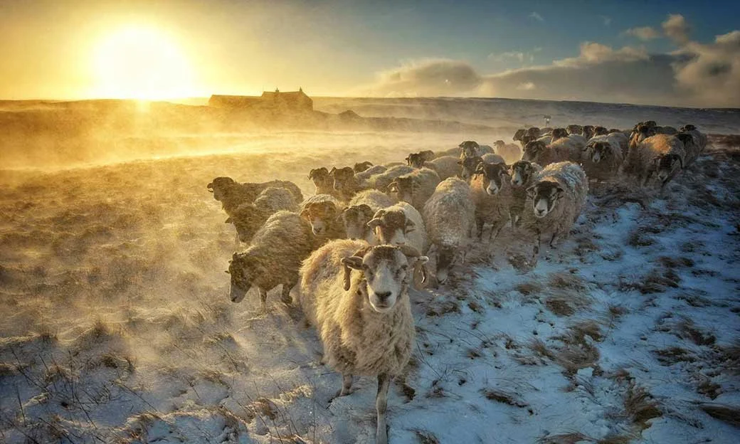Winter-goats-